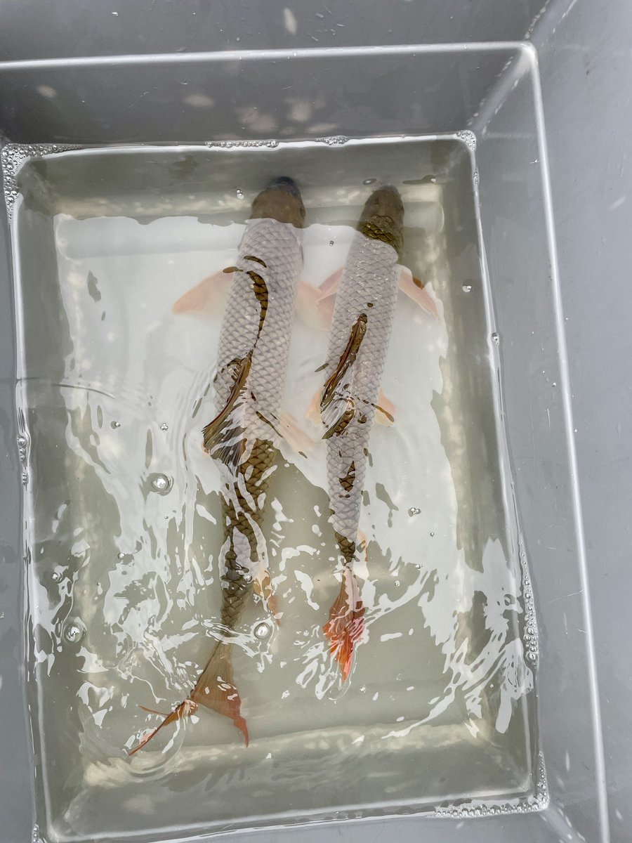 FishBio_Briggs tweet picture
