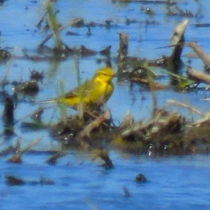 OareMarshes's tweet image. #MyPatch from the E hide today. 2 Sandwich Terns on the scrape. YellowWag, a superb summer plume Spotted Redshank feeding amongst Blackwits...my highlight. Fleeting glimpse of Bittern, + Greensand, Lapwings, RingedPlov....much more.