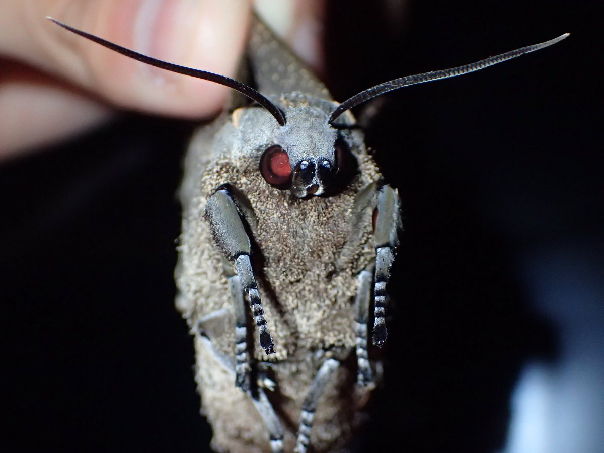 kawabishasub's tweet photo. #4月を写真4枚で振り返る
性標剥離羽化カラスアゲハ
オオシモフリスズメ
オオミズアオ
エゾヨツメ
三大蛾揃えられて最高ーっ！ https://t.co/1zCfksBQs1