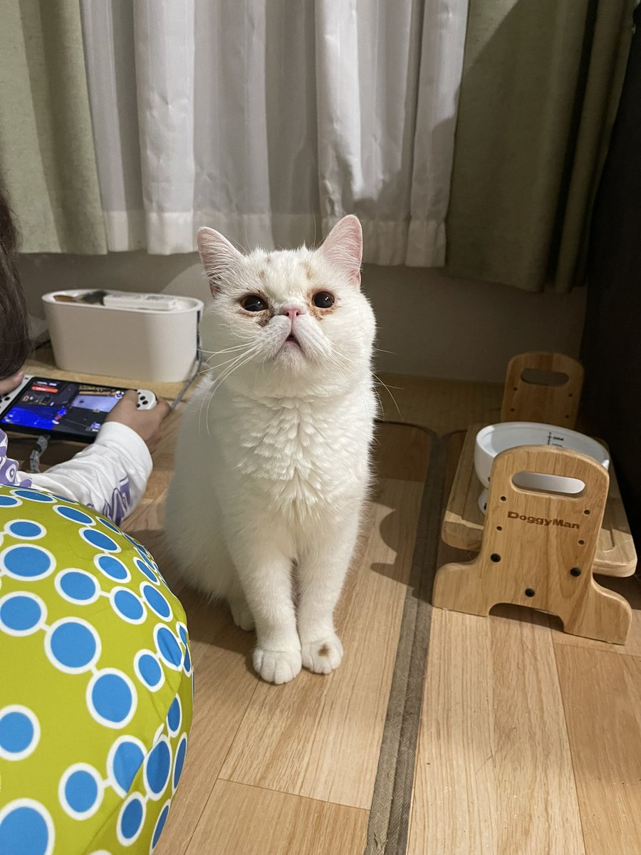 きじとらねこ64 tweet media