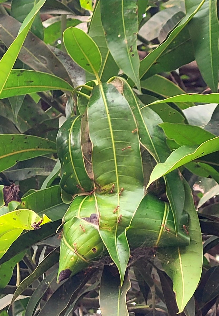 Daniel Regha tweet media