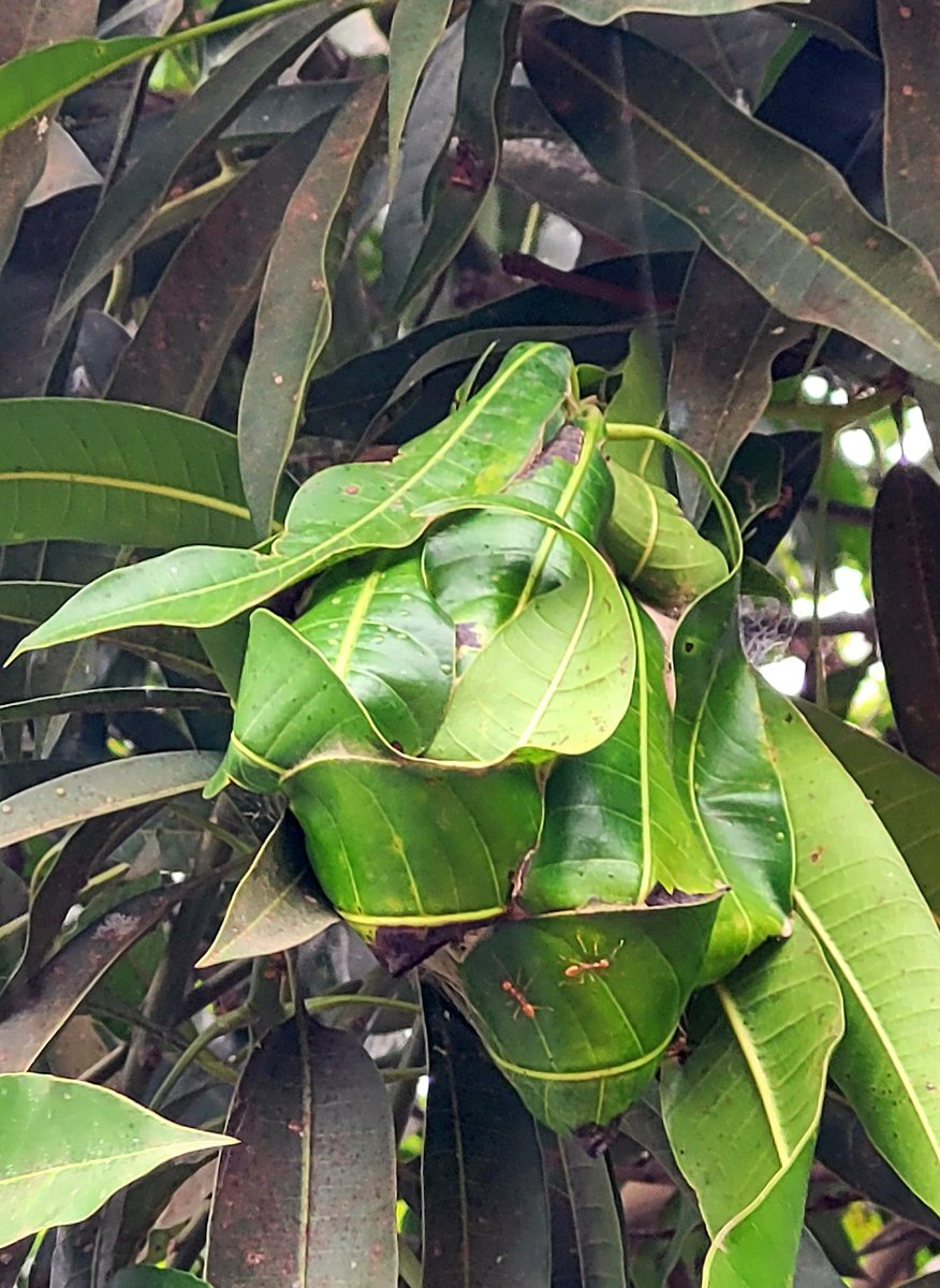 Daniel Regha tweet media