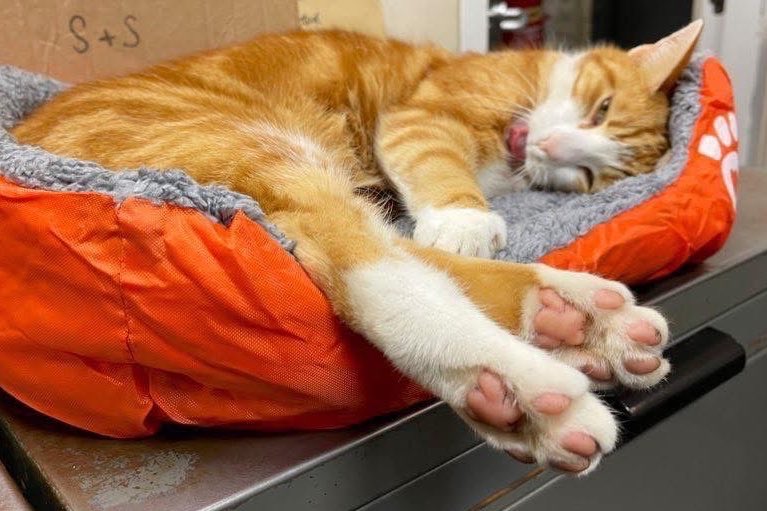 TheStourbridge's tweet image. Mid-deliberate inactivity… mid-blep… fully committed to the horizontal life pause 

This is now a permanent arrangement.

Be honest… would you move me? 

#CatsOfTwitter