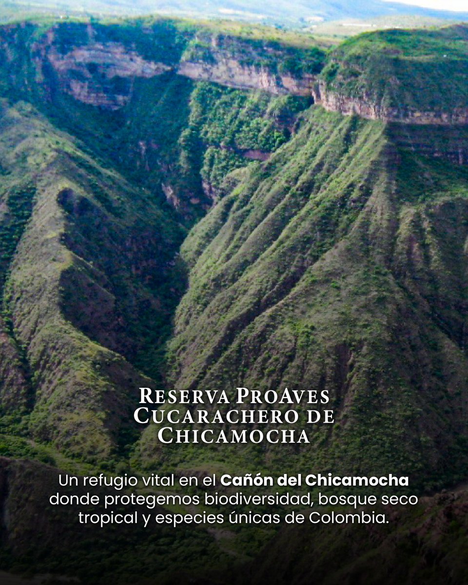 ProAvesColombia's tweet photo. 17 años conservando el hogar del Cucarachero de Chicamocha. 🪶
#ProAves #CucaracheroDeChicamocha #Conservación #BosqueSecoTropical https://t.co/KerGTbpKGp