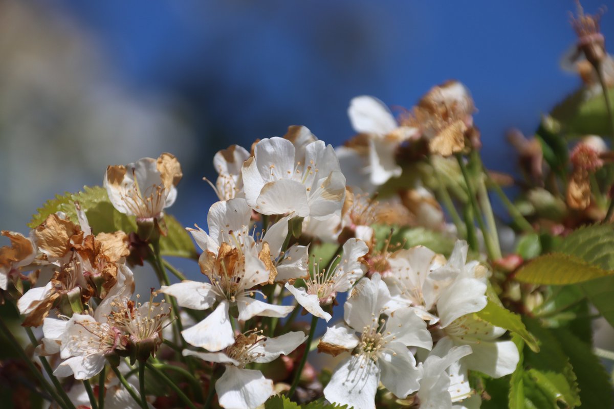 jgphotography10's tweet image. Cherry Blossoms at Riverside Park 📸 - 24/04/2026

#CherryBlossom #RivcersidePark #Riverside #Durham #Photography