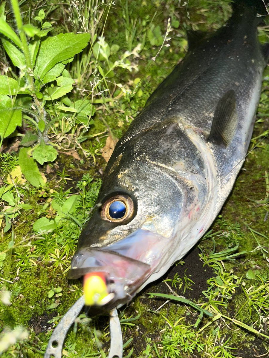 Ted412_angler's tweet photo. 港湾バチはマニック95！
#DUO #マニック95 https://t.co/AFu4VfVmSV
