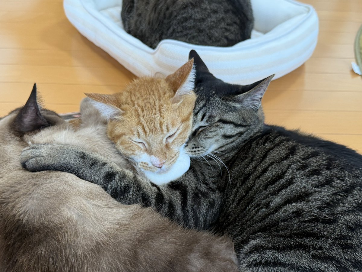 猫カフェ福ねこ@福井 tweet media