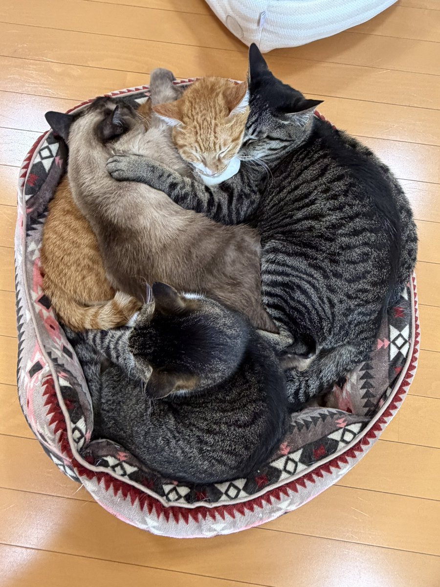猫カフェ福ねこ@福井 tweet media