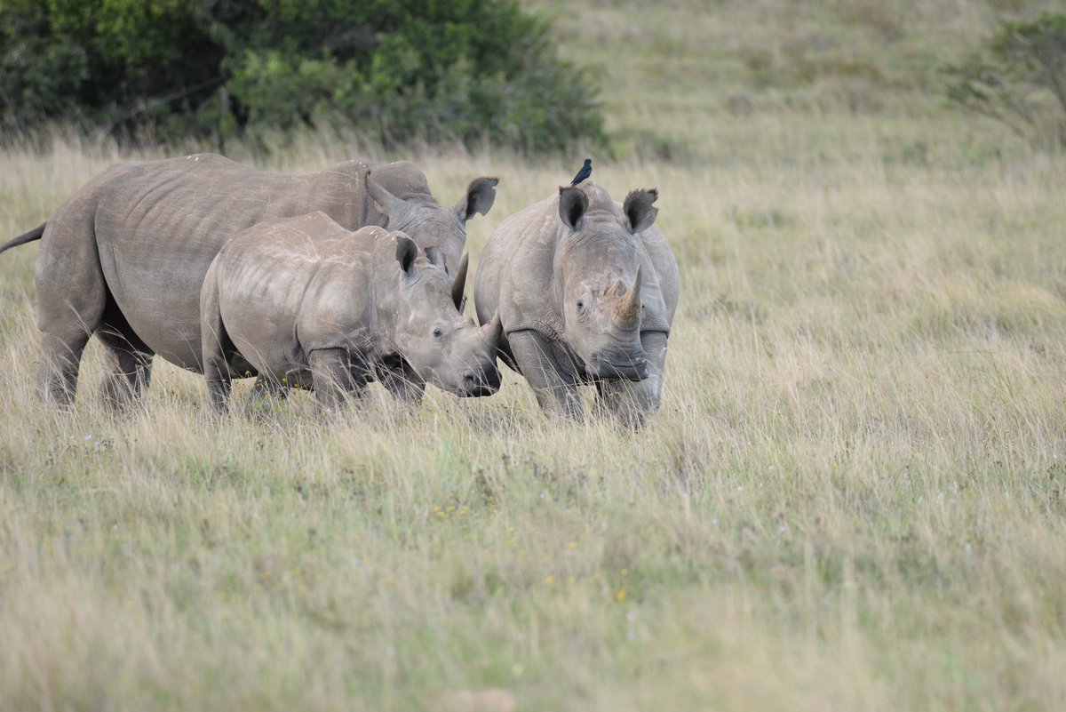Helping Rhinos 🦏 tweet media
