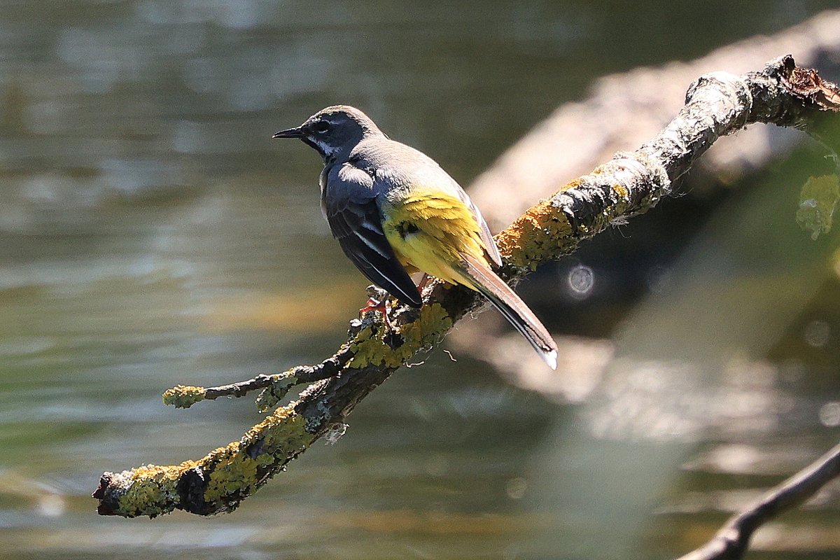 robin_tyrrell's tweet photo. Grey wagtail catching flies at @EnglishHeritage Wrest Park in the sun. https://t.co/CbZ03qoGFd