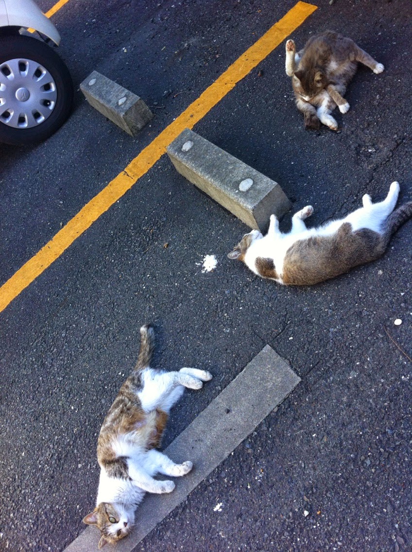 feline_catnap_cat tweet media