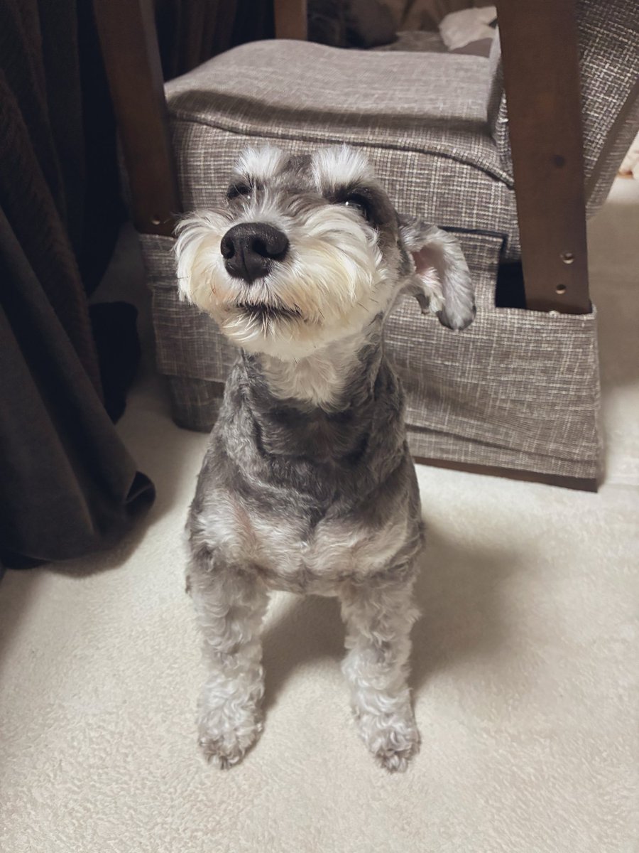 20220717_lili's tweet image. カウンター上のおもちゃが気になる
🐶くびをながーくして まってるの！！
#ミニチュアシュナウザー #犬のいる暮らし