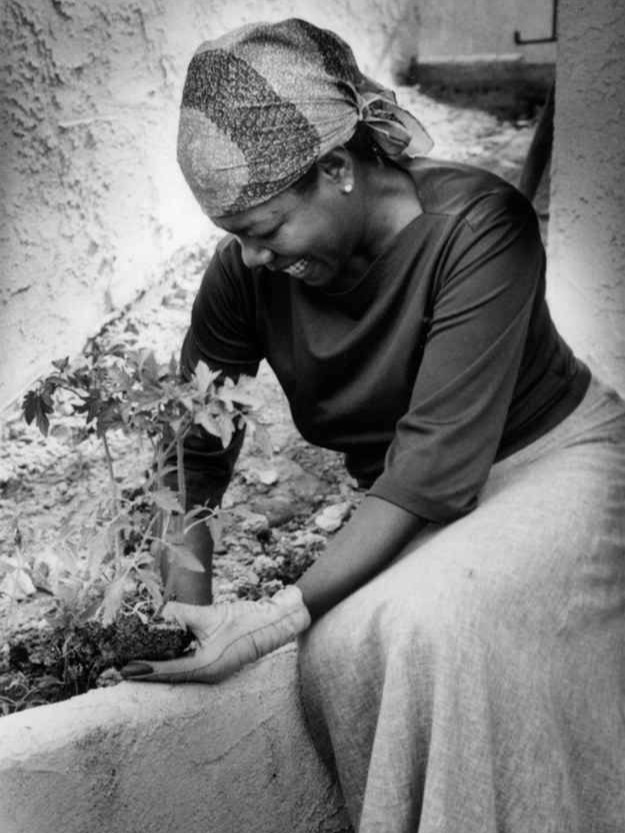 Maya Angelou tweet media