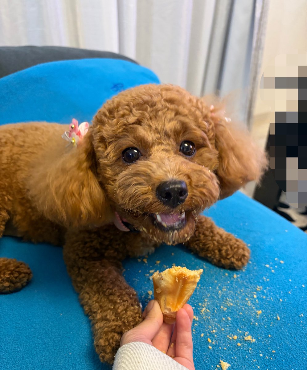 Syouyu_Karaage3's tweet image. チーズ🧀おいちい〜〜(*´ч`*)︎💕︎

おめめキラキラしちゃう✨

……人間は下のキラキラが大変気になります😰

 #犬のいる暮らし
 #トイプードル
 #からあげ