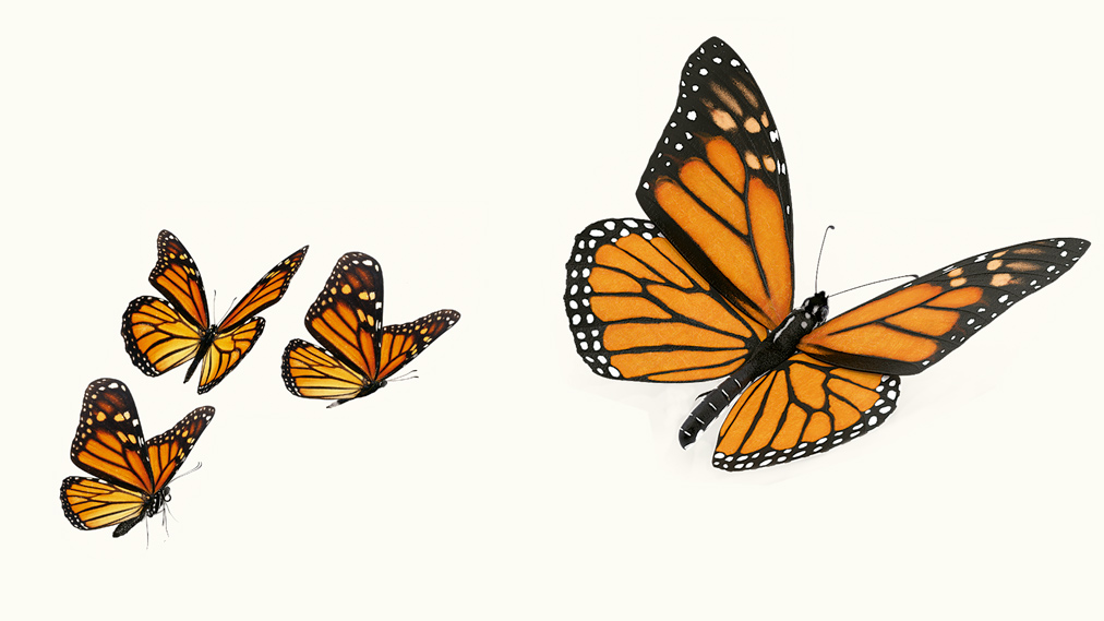 Ruta migratoria de la mariposa monarca, en riesgo de fragmentarse ➡️ t.ly/D48ey

El  estudio “Regional risk shifts to monarch butterfly migration due to climate change”, realizado por investigadores del <a href="/ib_unam/">@ib_unam</a> y del <a href="/ICAyCC_UNAM/">Inst de Ciencias de la Atmósfera y Cambio Climátic</a>, analizó por qué la degradación