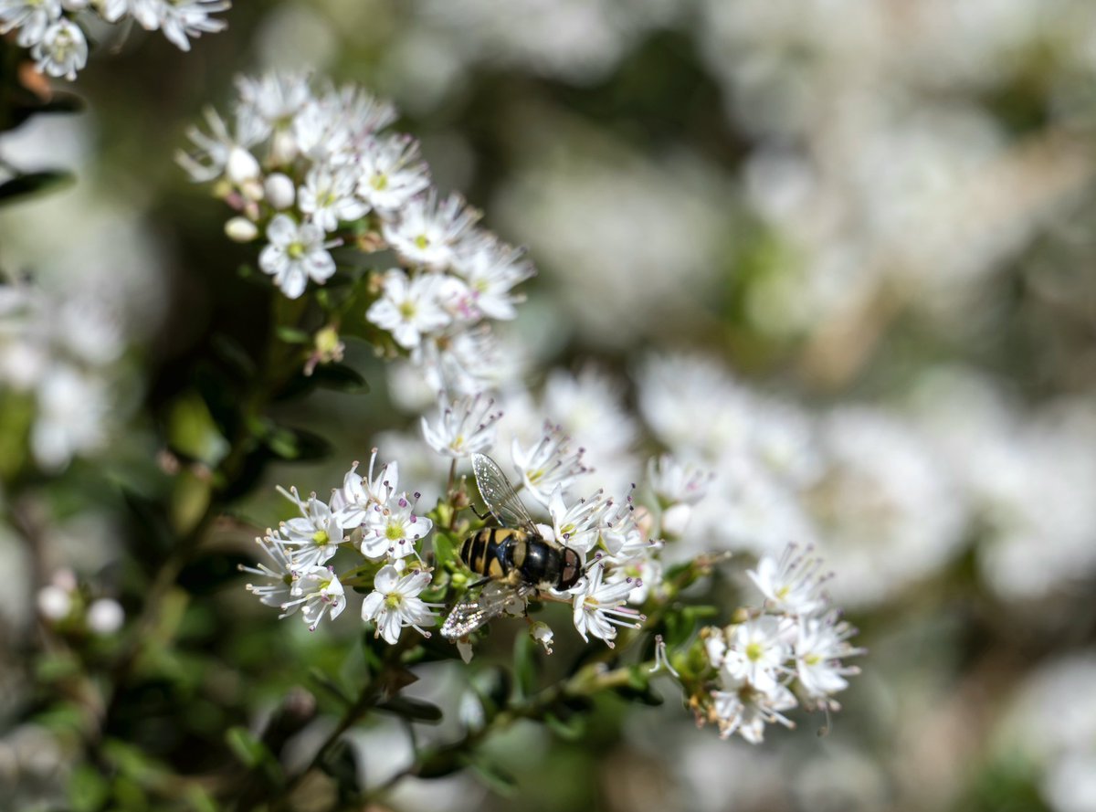 nj_pinelands's tweet image. POLLINATOR’S PARADISE: Happy Thursday! Here are new photos of native sandmyrtle blooming in the #NewJersey #Pinelands. Sandmyrtle (Leiophyllum buxifolium) is an evergreen shrub that grows to about 1.5’ - 3’ tall and attracts pollinators. 

📷: Paul Leakan, NJPC 

#flowers
