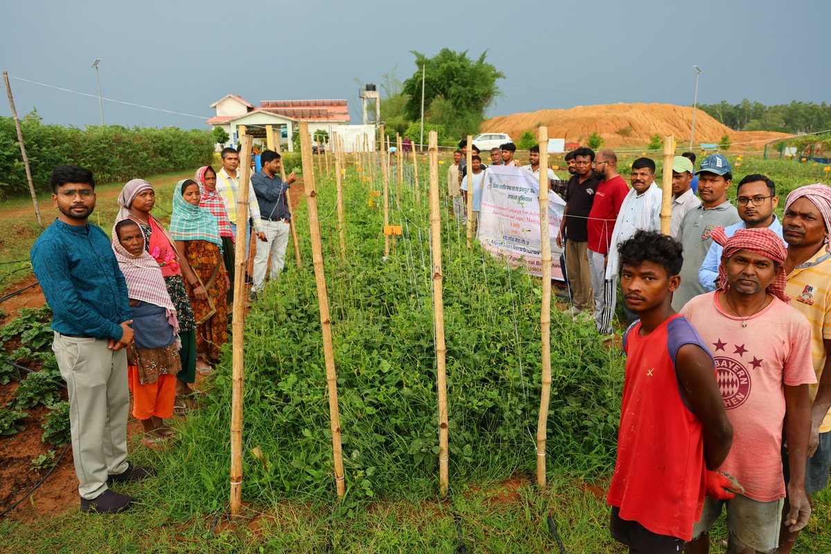 IIAB_Ranchi's tweet image. Promoted legume-based cropping systems under MGMG to boost soil health, productivity &amp;amp; farmer income. Farmers trained on intercropping, crop sequences, and efficient nutrient management for sustainable agriculture.
#MGMG #SustainableFarming #SoilHealth #Farmers #ICAR