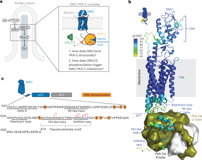 NatureStructMolBiol tweet media