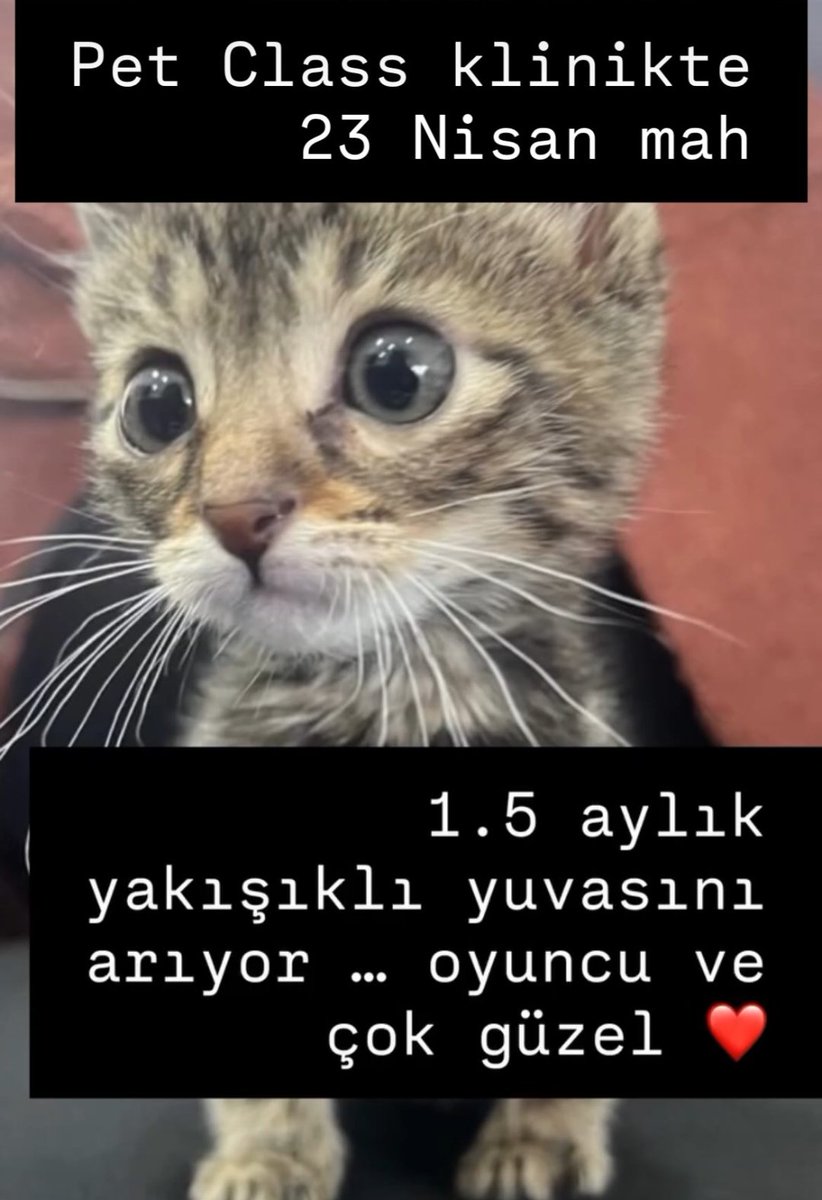 Bu çocuğun durumu çok acil Bursa, klinikte kalıyor şu anda her an sokağa dönmek zorunda kalabilir sokakta da yapamaz. Ömürlük yuvasını arıyor Pet Class klinikte. Paylaşmanız ricası ile 🙏