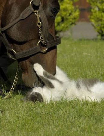 horse tweet media