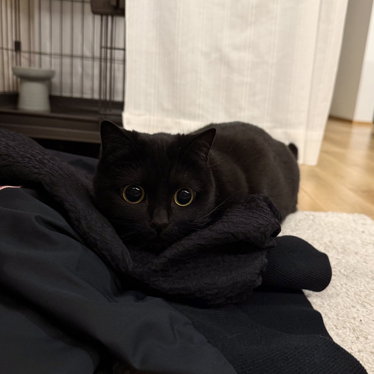 かわいい黒猫ハーブ🌿 tweet media