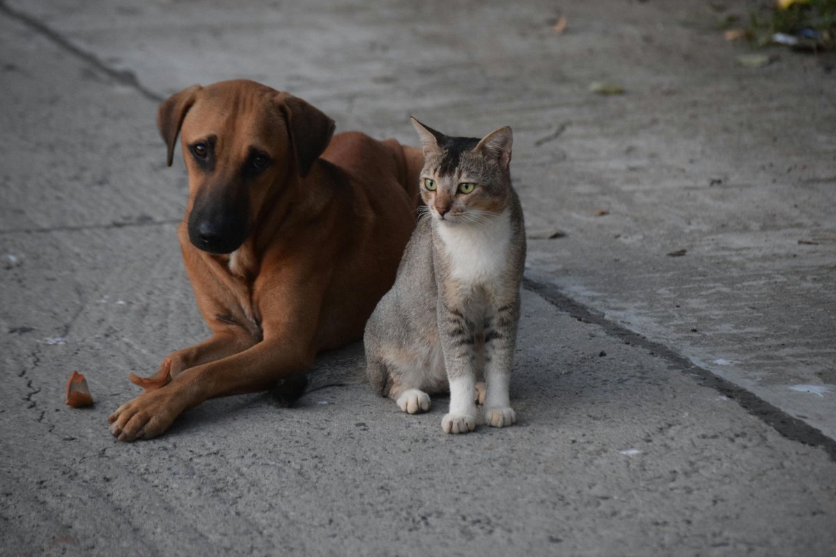 Animal Action Greece tweet media