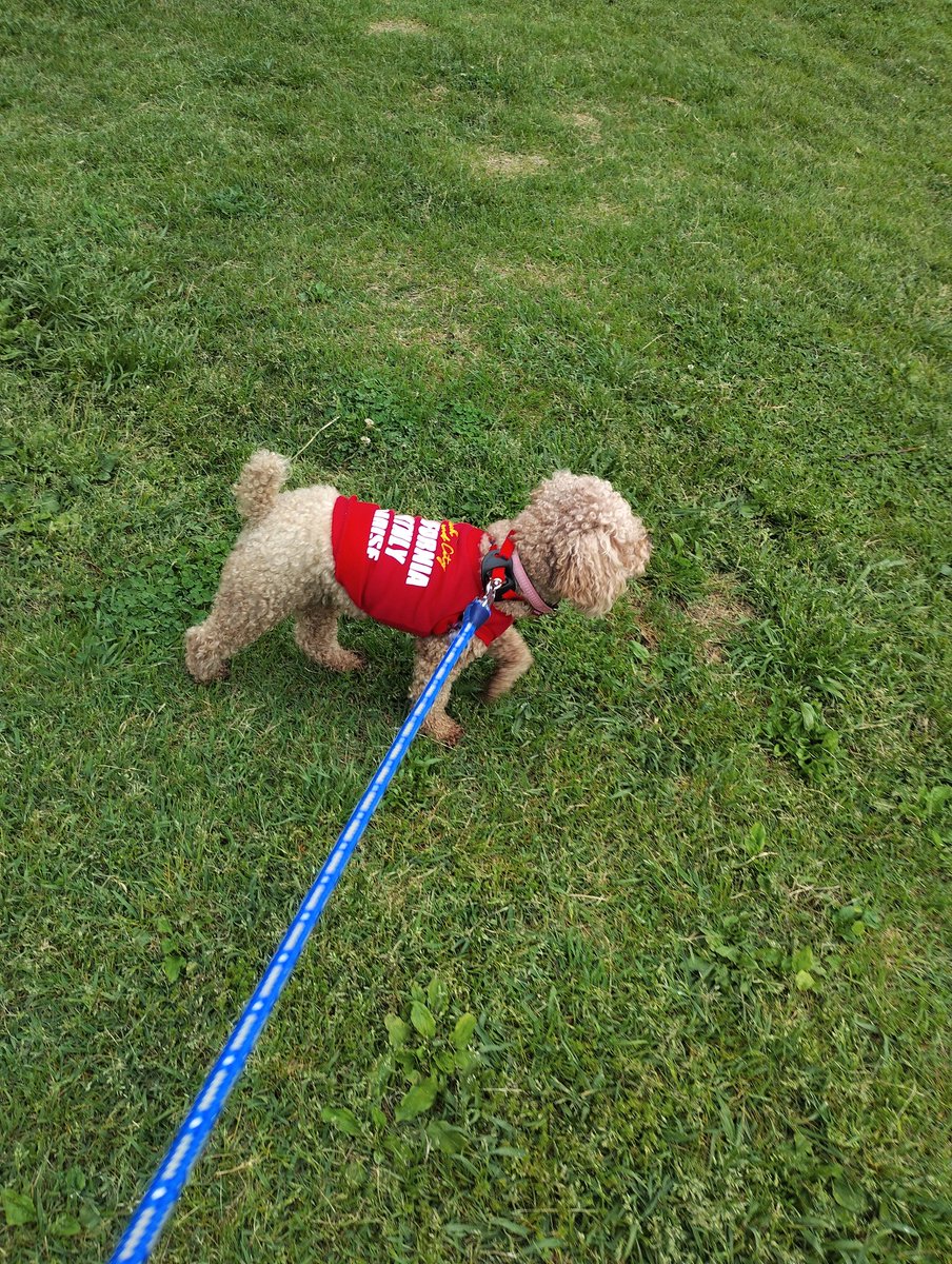 watatake25's tweet image. いつも行く公園にある、『なんじゃもんじゃ』の木。長野県上田市に12間居住していましたが前山寺の、なんじゃもんじゃの木は素晴らしかった。チャッチャーは今日は元気でした。
#なんじゃもんじゃ 　　　
#トイプードル
#犬のいる暮らし