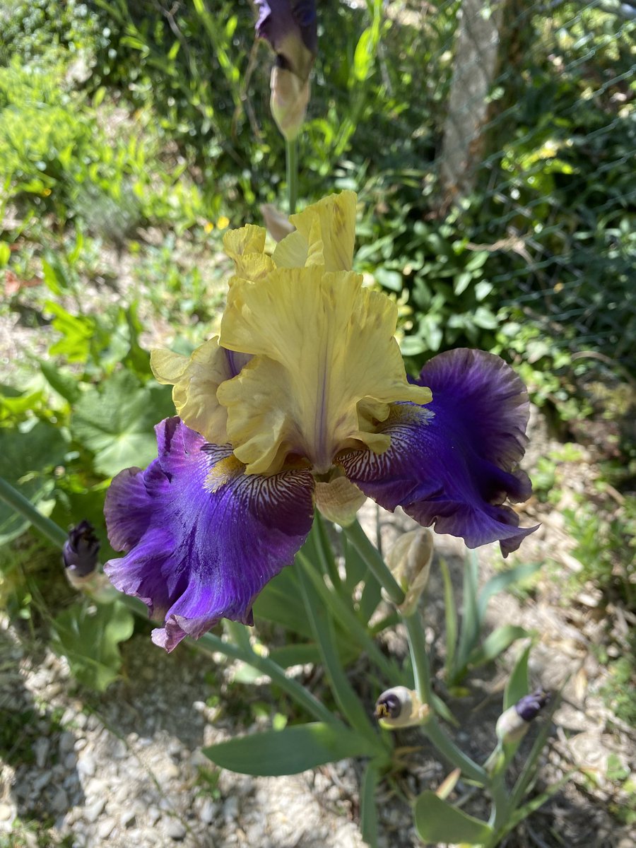 G27Marco's tweet image. Suite de la collection #iris #printemps au #jardin