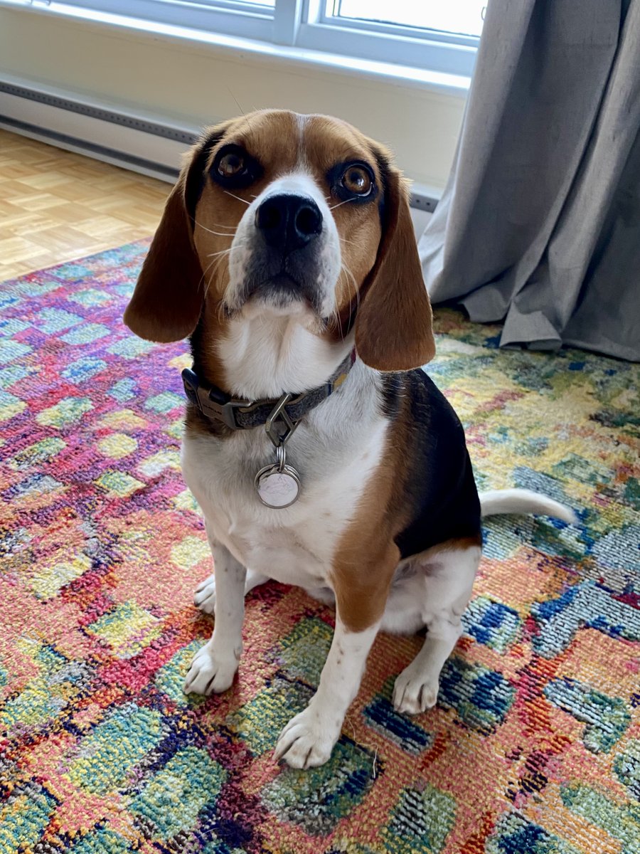 Kaylee The Beagle tweet media