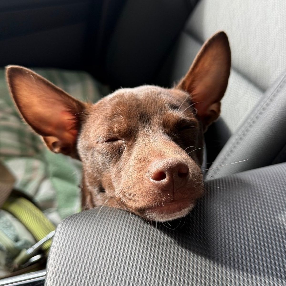 The TurfMutt Foundation tweet media