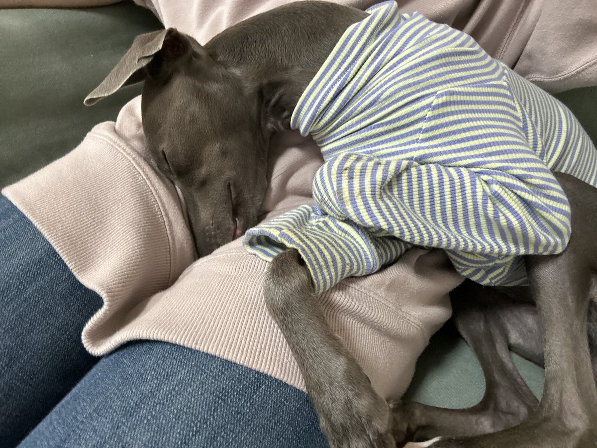 itagure_issa's tweet image. 甘えん坊将軍💗

#犬好きさんと繋がりたい 
#犬のいる暮らし #犬のいる生活