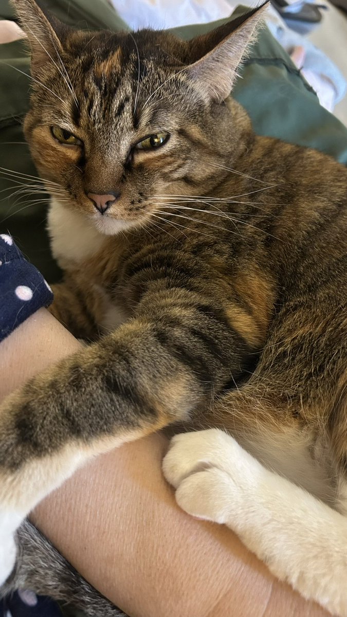 starskys_lady's tweet photo. @Hedgewatchers To Brock at #Hedgewatch HQ:

Can a #Tabico (Tabby/Calico) join in on #NationalTabbyDay ?

Zia’s got the M; and all the stripes but mixed with the Calico swatches!

Her vettie said the first time she saw her: “You’ve got yourself a Tabico”!

Lemon loves always 
💛💛💛💛
🍋🍋
-Z https://t.co/R4Clzw0ts3