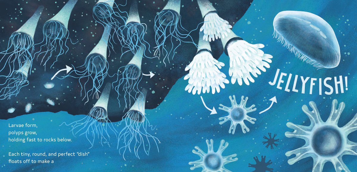 sincerelystacie's tweet photo. Learn facts, secrets, &amp; unique characteristics about #jellyfish in THE SECRETS OF THE JELLIES by Karen Jameson, illus by Marie Hermansson @ChronicleKids https://t.co/KJgmYJihBj #bookreview #picturebook #kidsbook #booksforkids #readaloud #readtolearn #childrensbooks #summerreading https://t.co/h6Ke9zIs28