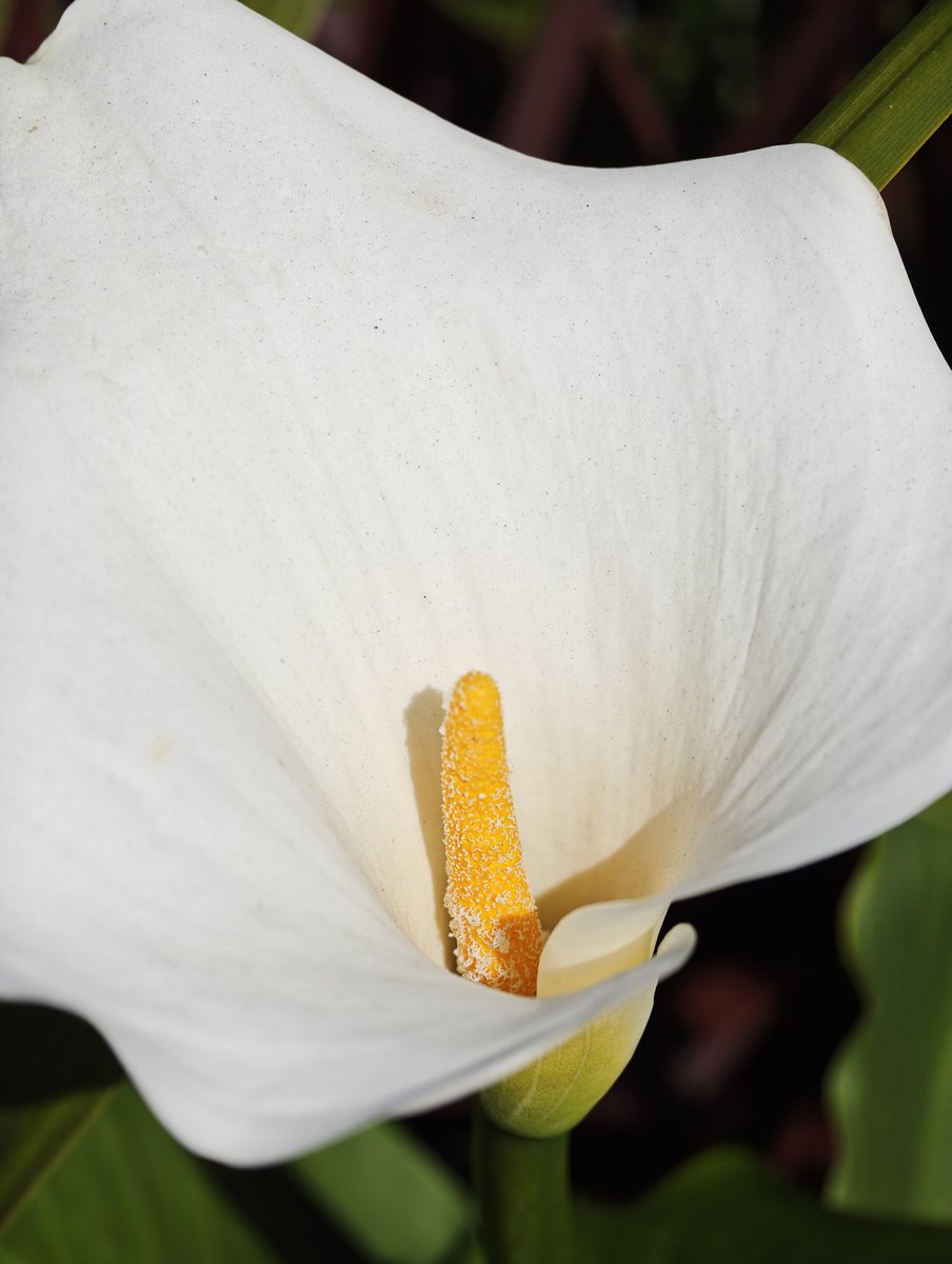 TechDepthStudio's tweet image. The closer you look, the more you see.
Shot on Xiaomi 17 Ultra.
@XiaomiUK #Xiaomi17Ultra #XiaomiPhotography #MacroPhotography