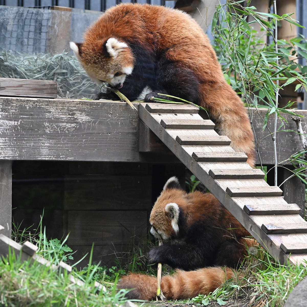 今日のレッサーパンダ（76日目） 今日のパンダは13:00からです。今日も