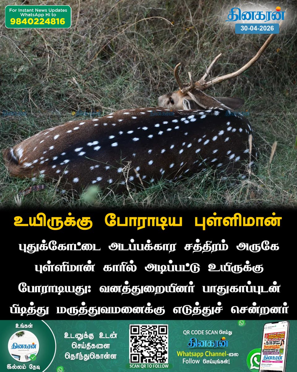 DinakaranNews's tweet image. புதுக்கோட்டை அடப்பக்கார சத்திரம் அருகே புள்ளிமான் காரில் அடிப்பட்டு உயிருக்கு போராடியது: வனத்துறையினர் பாதுகாப்புடன் பிடித்து மருத்துவமனைக்கு எடுத்துச் சென்றனர்

#Pudukkottai #ForestDepartment #deer #DinakaranNews