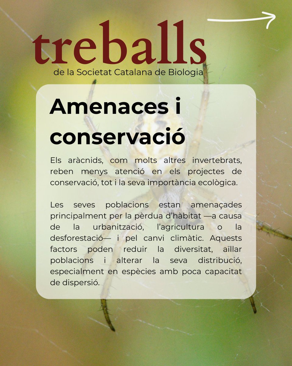 SCB_iec's tweet image. Malgrat la seva importància, sovint reben poca atenció en conservació i estan amenaçats per factors com la pèrdua d’hàbitat o el canvi climàtic.

📖 Podeu consultar l’article complet en accés obert a:🔗revistes.iec.cat/index.php/TSCB…

#TreballsSCB #Biodiversitat