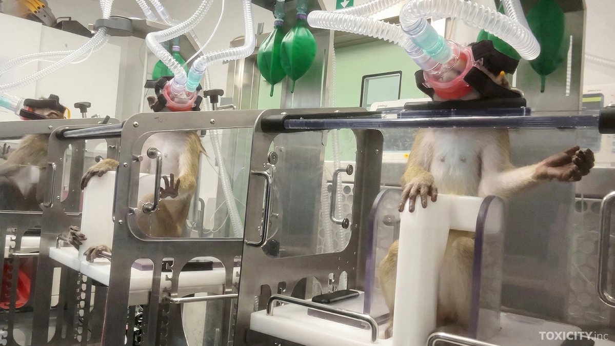 Action for Primates tweet media
