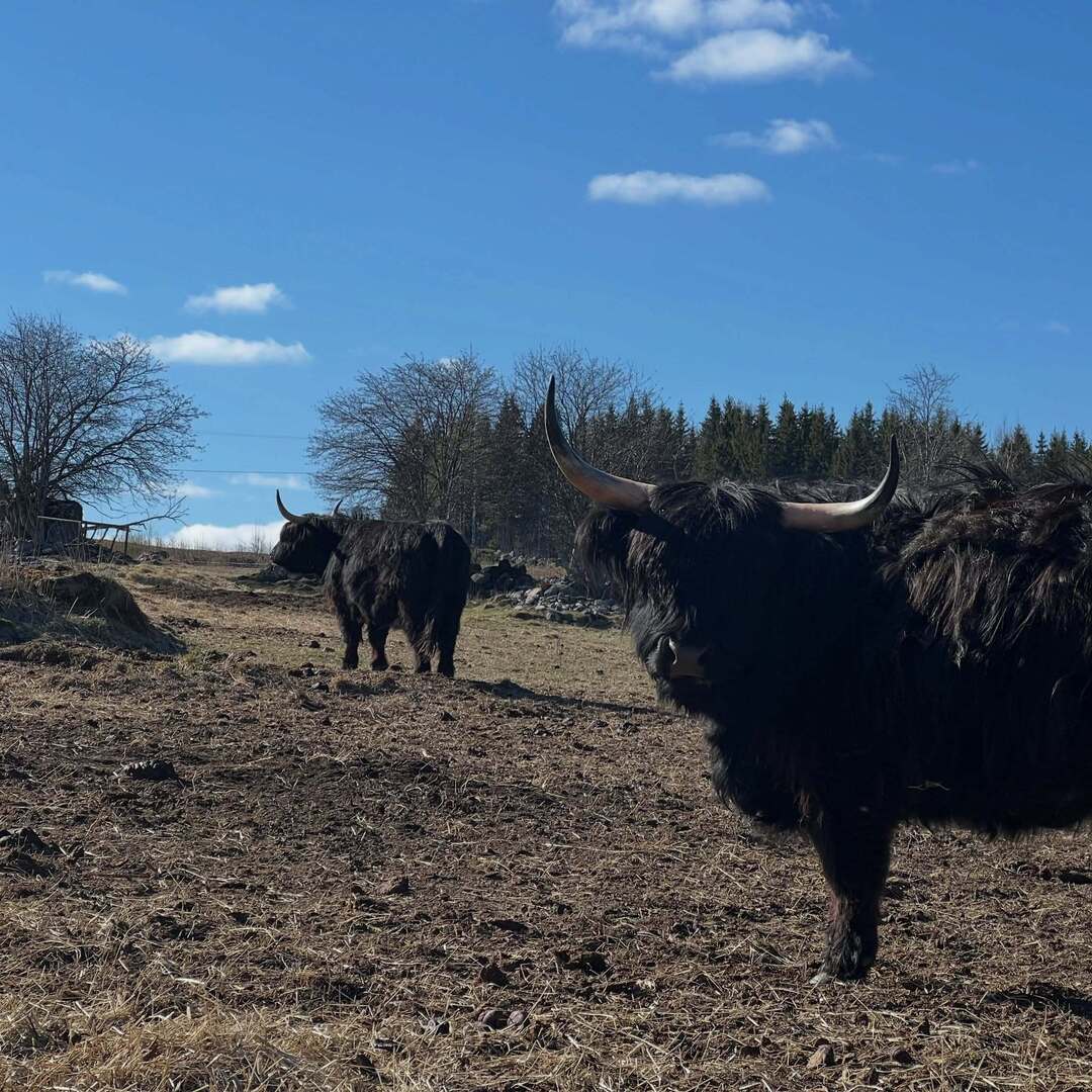 Highland Cattle of Saarela tweet media