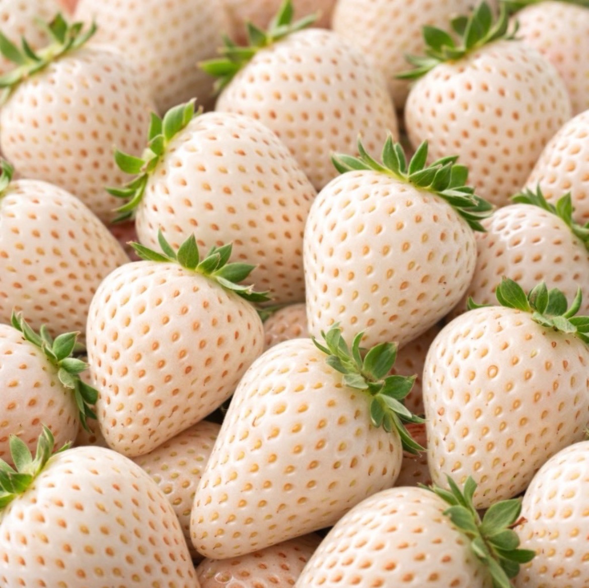 白珠苺園(公式) tweet media