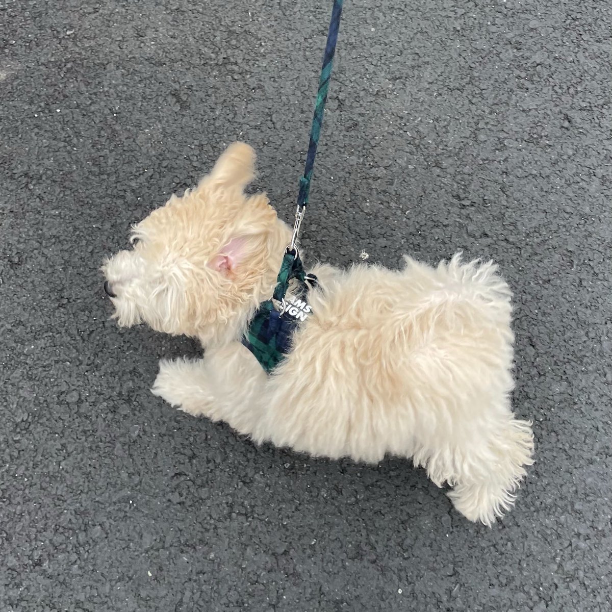 aim__mai's tweet photo. 転職したら聞いてた仕事と部署が違くて、入社前の面談なんだったんだと思いながら、つなぎでやってたパートより薄給で何のモチベもない生活だったけど、さっきあいみょん見て元気出たみょんちゃんすごい
わんこ飼いはじめた、ぽてまる。 https://t.co/kXebNWHUut