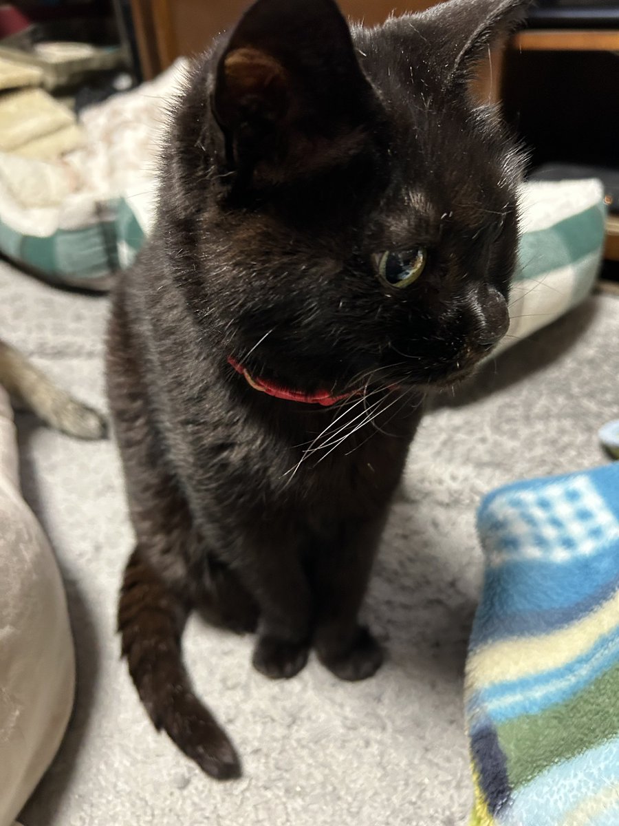 zAFzgSOPmZpRrHU's tweet image. 今日も一日お疲れ様でした
そして4月は本当にありがとうございました🙇🏻‍♂️

また5月も宜しくお願いします
(ㅅ˘˘)♡*.+゜

本日も沢山のいいねやリプ、リポストありがとうございました🙏🏻

ではまた明日👋🏻おやすみなさい🌙
＃猫のいる暮らし𓏲𓎨 
＃犬のいる暮らし