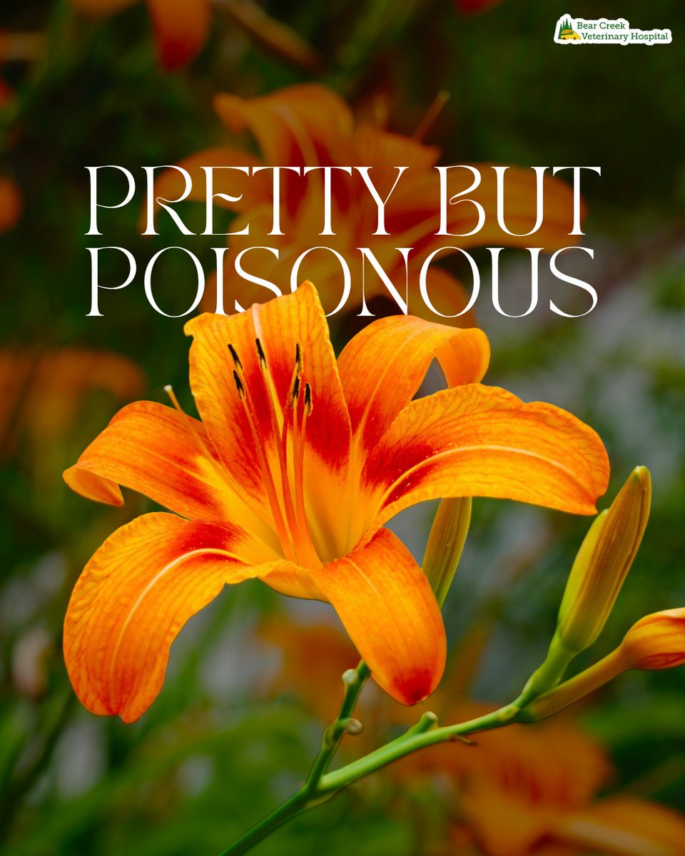 bearcreekveth's tweet image. Some of the most beautiful flowers can be dangerous to pets 🌼⚠️ Lilies, tulips, daffodils, and more can cause serious illness if ingested. When in doubt, research plants before bringing them home. #ToxicPlants #PetSafety