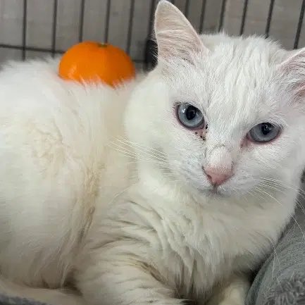 ネコノート【公式】保護猫支援サービス🐈 tweet media