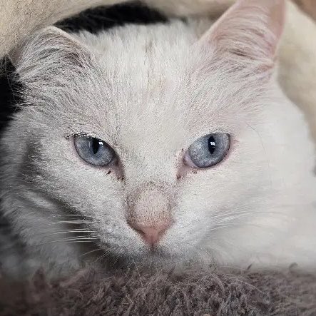 ネコノート【公式】保護猫支援サービス🐈 tweet media