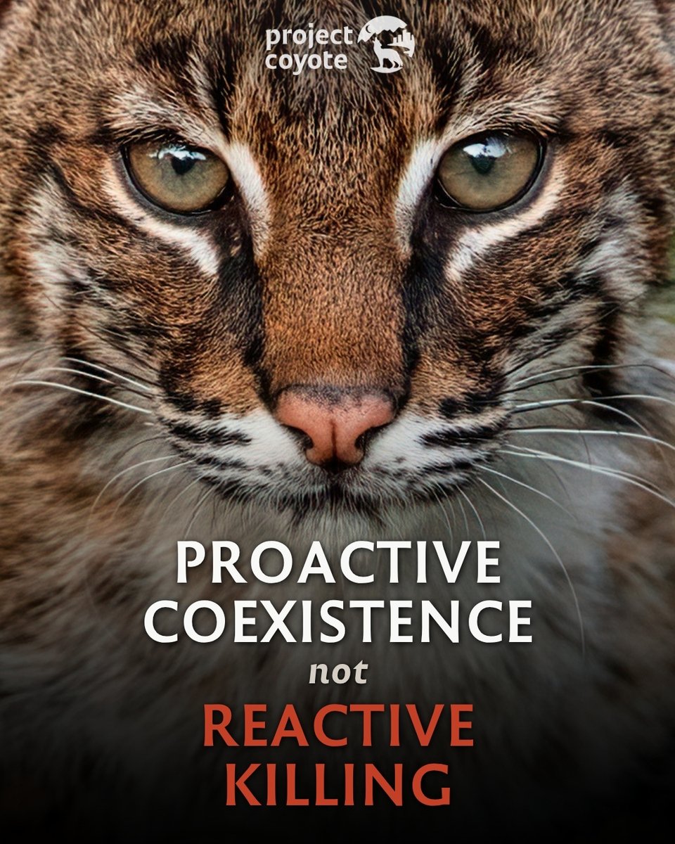 Project Coyote tweet media