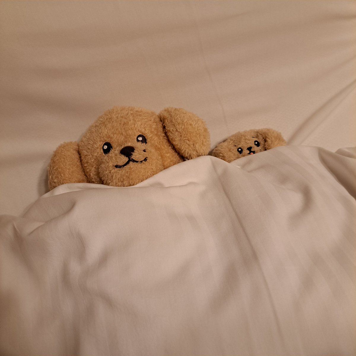 ドアおやすみ🌙