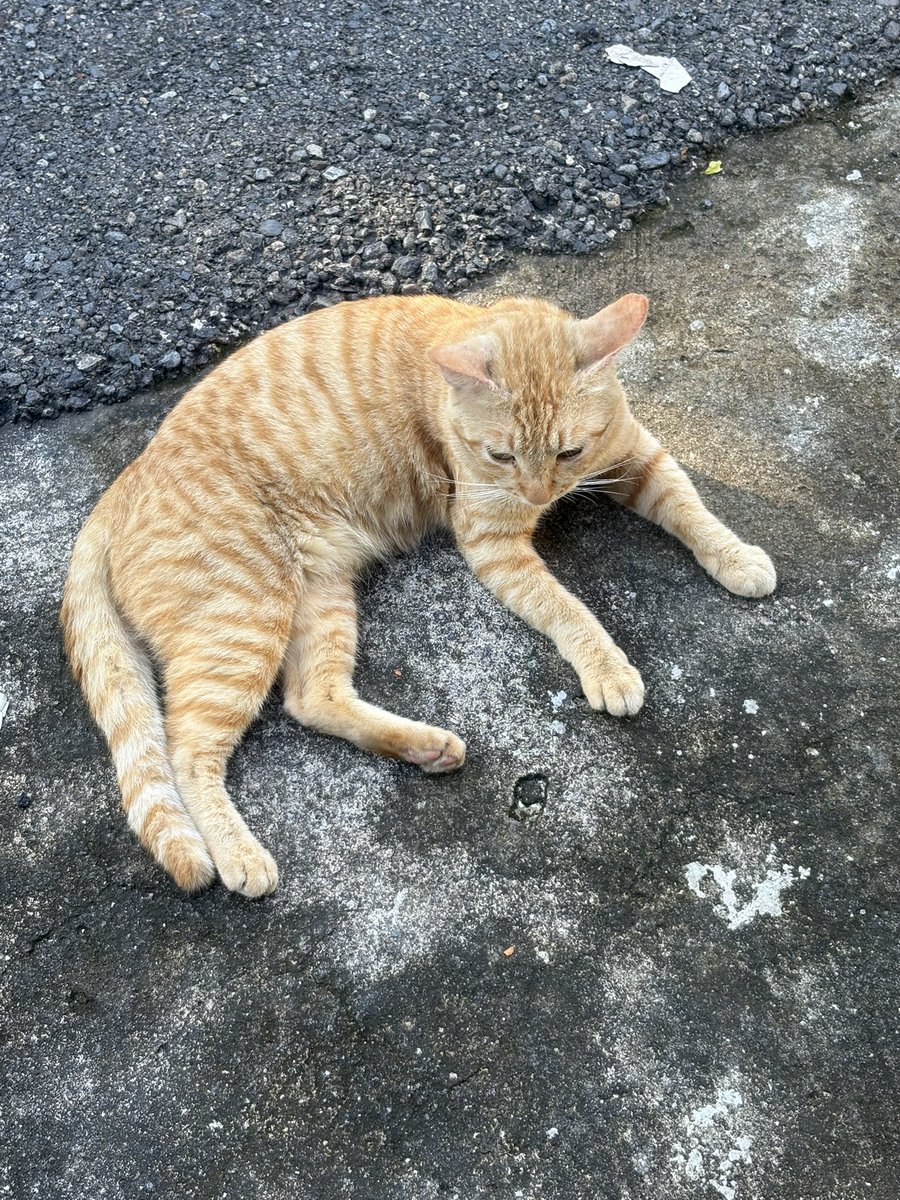 cutie🌸 tweet media