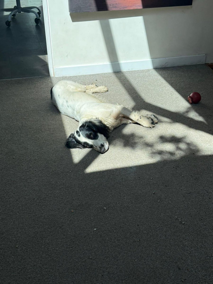 Carter_LikeDan's tweet image. Shhhh #snoopysaurus in a sun puddle #dogsoftwitter #DogsofTwittter #dogsofx