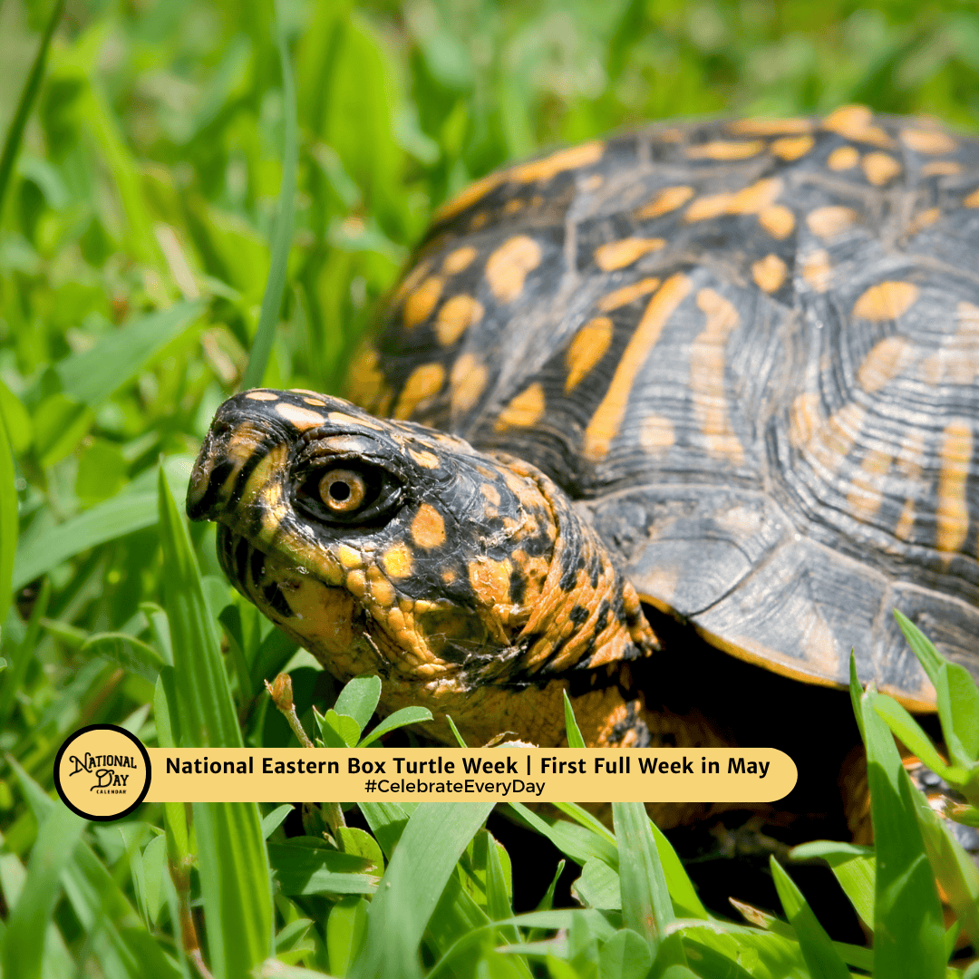 CelebrateNDC's tweet image. Shell-fie time! 🐢 Have you crossed paths with an Eastern Box Turtle lately? Drop your best nature shots or backyard finds below!

#EasternBoxTurtleWeek #NationalDayCalendar #CelebrateEveryDay